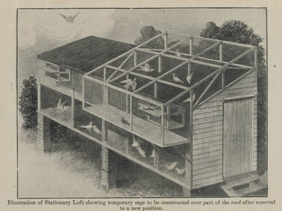 Postduiven in oorlog, maart 1918 door English School
