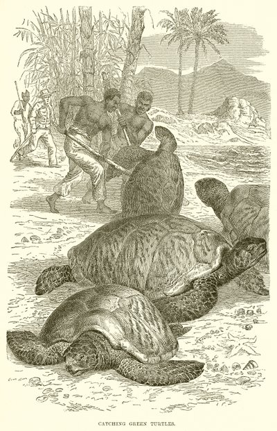 Vangen van groene schildpadden door English School