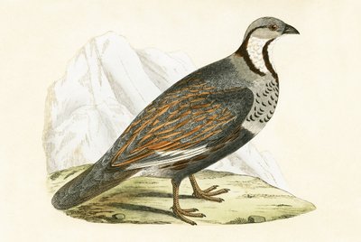 Kaukasische sneeuwpatrijs, illustratie uit 