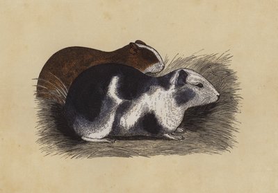 Cavia door English School
