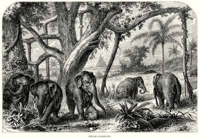 Ceylon-olifanten (gravure) door English School
