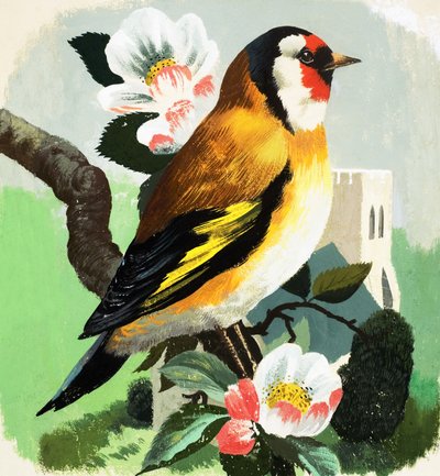 Vink (gouache op papier) door English School