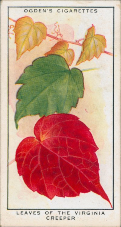 Veranderende kleuren, seizoenswisselingen, planten, bladeren van de Virginia Creeper (kleurenlitho) door English School