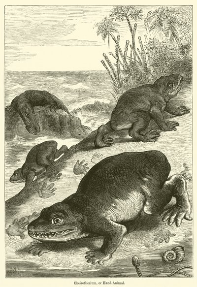 Cheirotherium, of Handdier door English School