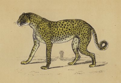 Cheetah door English School