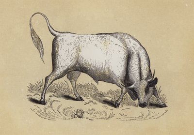 Chillingham wilde stier door English School