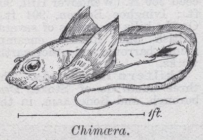 Chimaera door English School