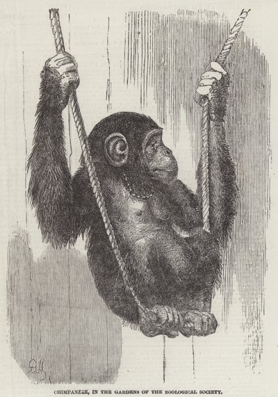 Chimpansee, in de tuinen van de Zoological Society door English School
