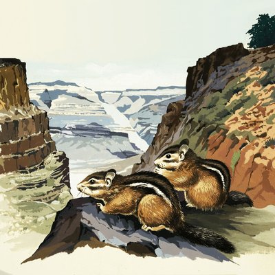 Eekhoorns in het Grand Canyon National Park door English School