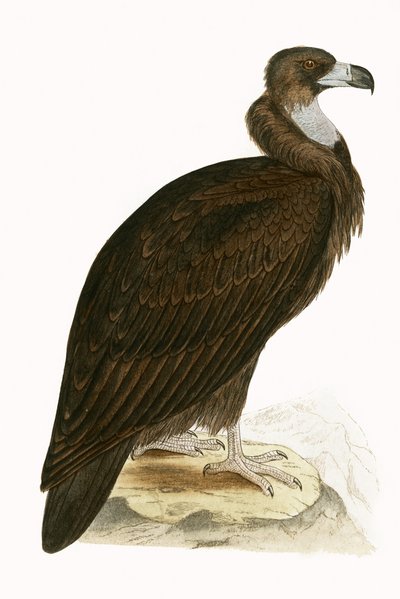 Monniksgier, illustratie uit 