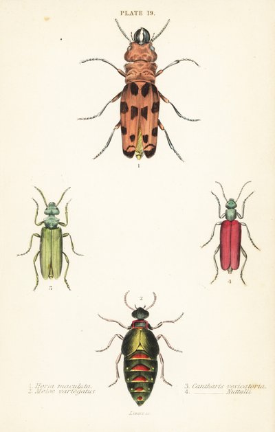 Cissites maculata 1, bontgekleurde oliekever, Meloe variegatus 2, Spaanse vlieg, Lytta vesicatoria 3, en Nuttall