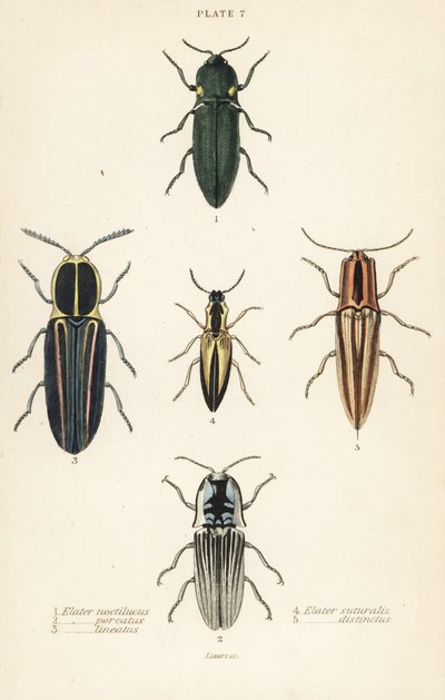 Kniptorren: Koplampkniptor, Pyrophorus noctilucus 1, Chalcolepidius porcatus 2, gestreepte kniptor, Agriotes lineatus 3, Elater suturalis 4, en Semiotus distinctus 5 door English School