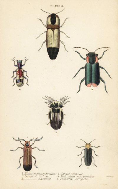 Kniptorren: Melanoxanthus melanocephalus 1, Luciola italica 2, Lampyris latreillii 3, Lycus festivus 4, zachte bloemkever, Clanoptilus marginellus 5, en Priocera variergata 6 door English School