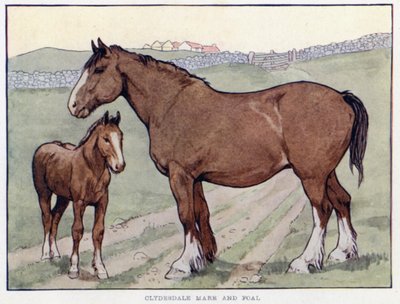 Clydesdale merrie en veulen door English School