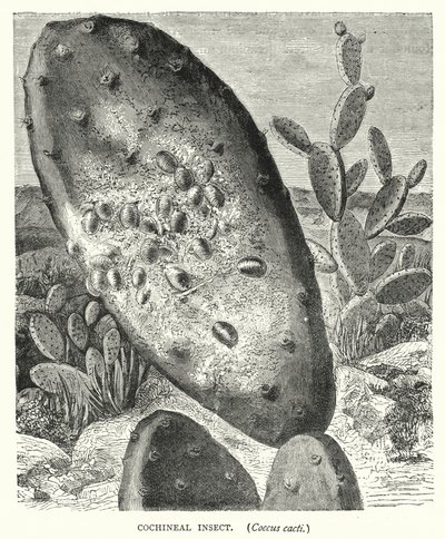 Cochenille-insect, Coccus cacti (gravure) door English School