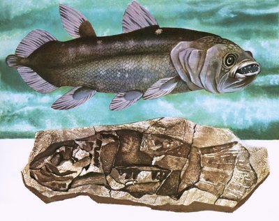 Coelacanth en zijn fossiel door English School