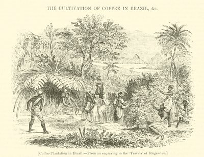 Koffieplantage in Brazilië door English School