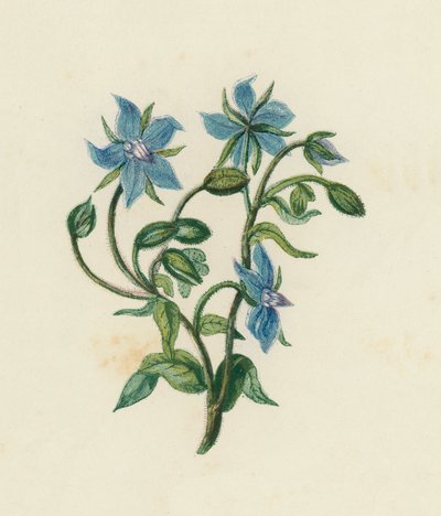 Bernagie, Borago Officinalis door English School