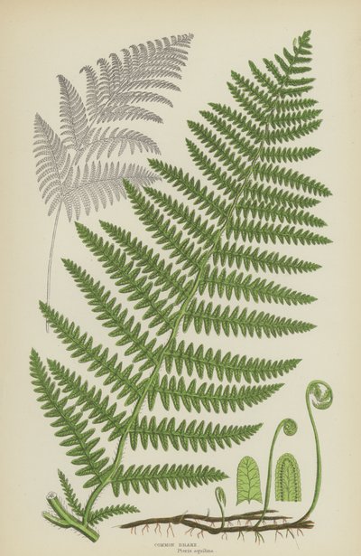 Gewone Adelaarsvaren (kleur litho) door English School