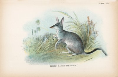 Gewone Konijn-Bandicoot door English School