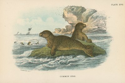 Gewone Zeehond door English School