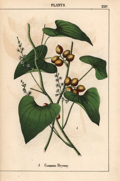 Gewone bryonie met gouden bessen. Bryonia alba, uit 