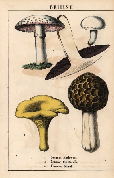 Gewone paddenstoel Agaricus, gouden cantharel paddenstoel Cantharellus cibarius en morielje paddenstoel Morchella esculenta, uit 