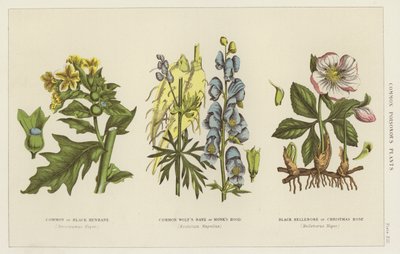 Veelvoorkomende giftige planten door English School
