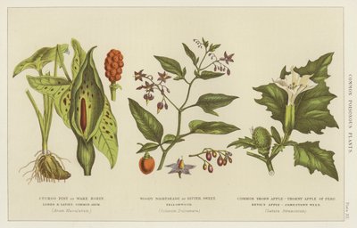 Veelvoorkomende giftige planten (gravure) door English School