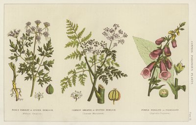 Veelvoorkomende giftige planten (gravure) door English School