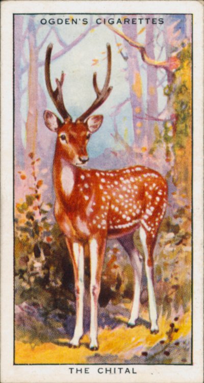 Verhullende kleuren voor bescherming, Dieren, De Chital (kleurenlitho) door English School