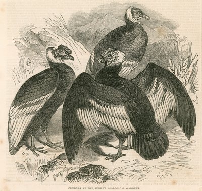 Condors in de Surrey Zoological Gardens, Londen door English School