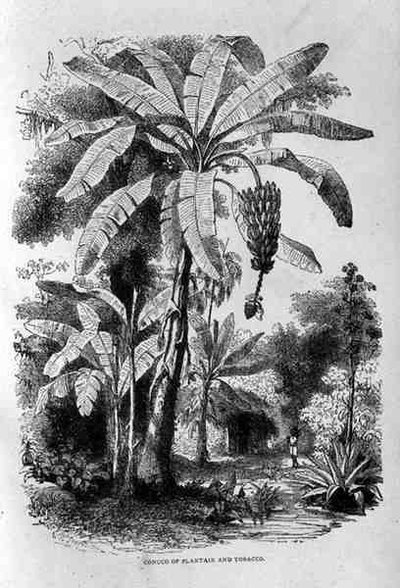 Conuco van bakbanaan en tabak, uit Santo Domingo vroeger en nu door Samuel Hazard, uitgegeven 1873 door English School