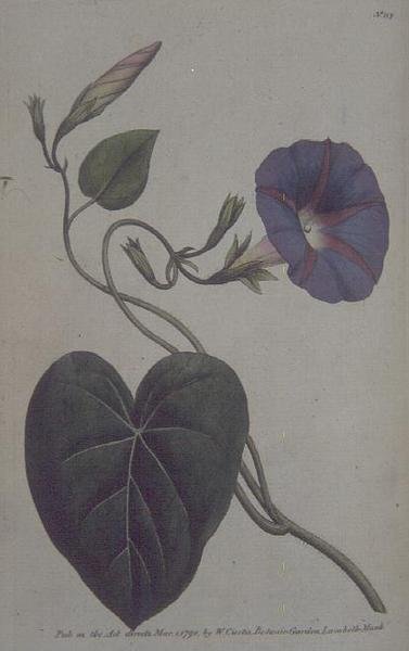 Convolvulus major, of Paarse Winde (Convolvulus purpureus), plaat 113 uit William Curtis