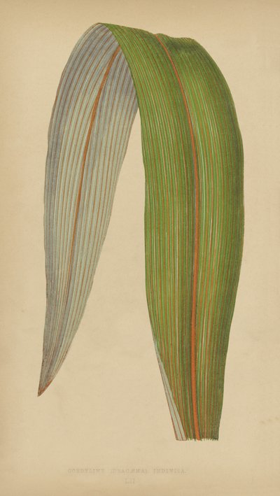 Cordyline (Dracaena) Indivisa door English School