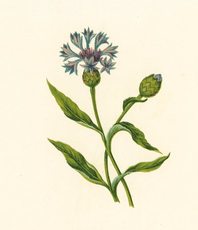 Korenbloem, Centaurea Cyanus door English School