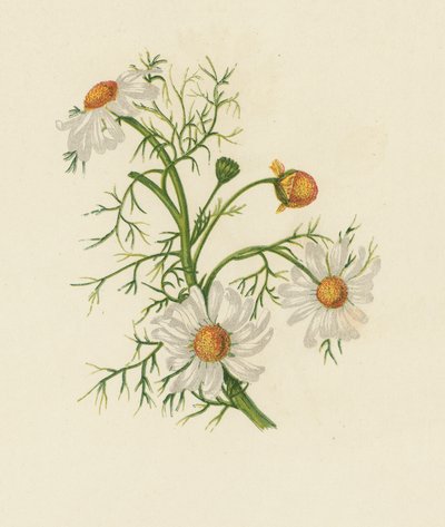 Kamille, Pyrethrum Inodorum door English School