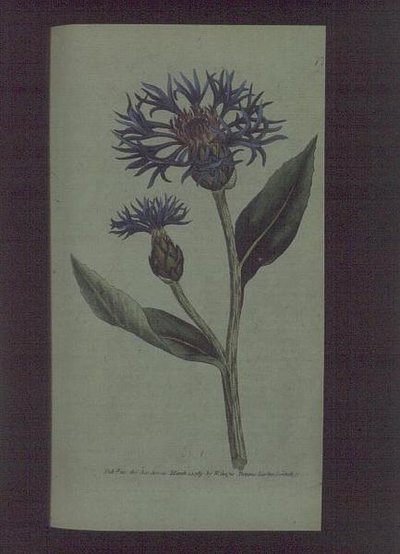 Korenbloem (Centaurea montana), plaat 77 uit William Curtis