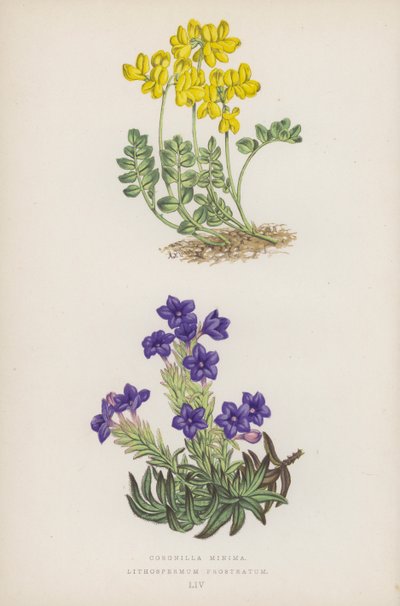 Coronilla Minima; Lithospermum Prostratum (kleur litho) door English School