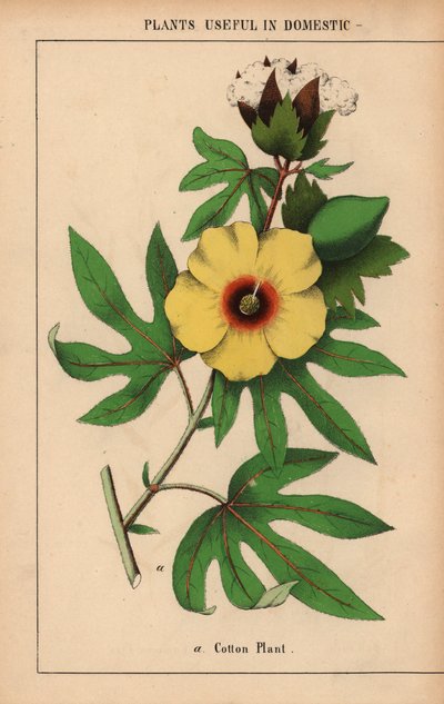 Katoenplant met gele bloem en witte katoenbol, uit "The Instructive Picturebook, or Lessons from the Vegetable World," [Charlotte Mary Yonge], Edinburgh door English School