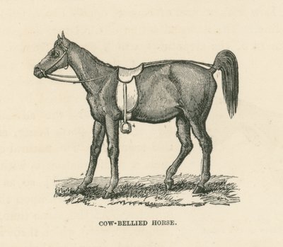 Paard met koeienbuik (gravure) door English School
