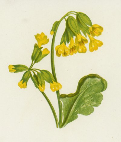 Sleutelbloem, Primula Veris door English School