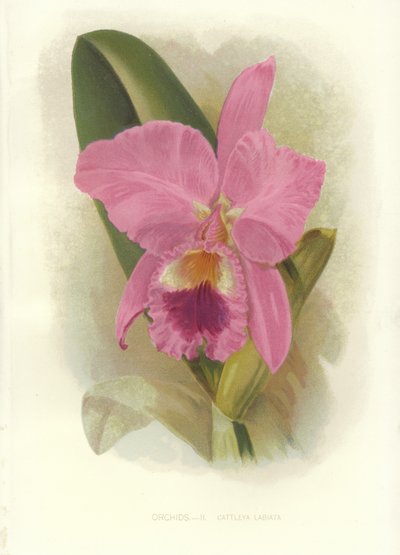 Rode Cattleya door English School