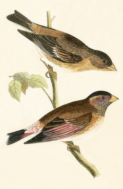 Roodvleugelige Grosbeak, illustratie uit 
