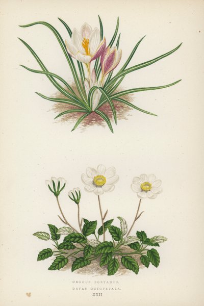Crocus Boryanus; Dryas Octopetala door English School