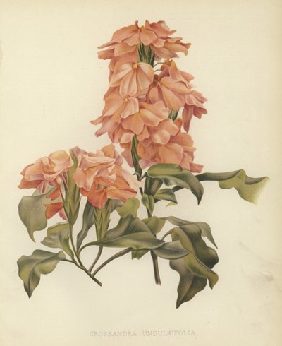 Crossandra undulaefolia door English School