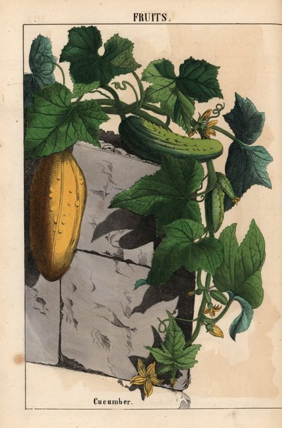 Komkommerplant met gele onrijpe en rijpe groene komkommerfruit Cucumis sativus, uit 
