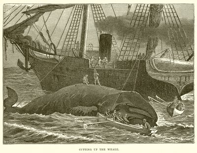 Het Slachten van de Walvis door English School