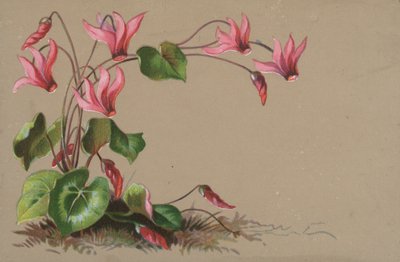 Cyclamen door English School