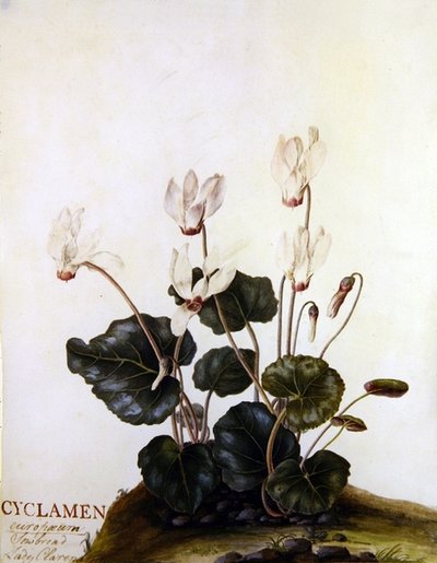 Cyclamen Europese Zeug Lady Clarendon door English School